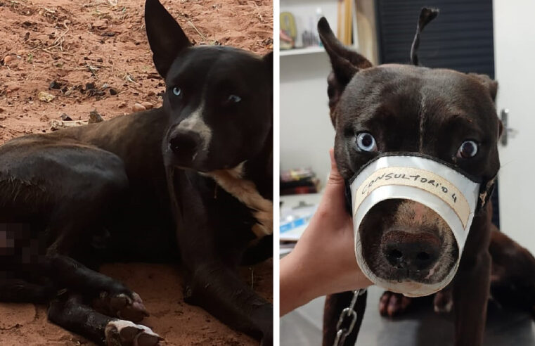 Homem que tentou castrar cachorro sem anestesia é multado