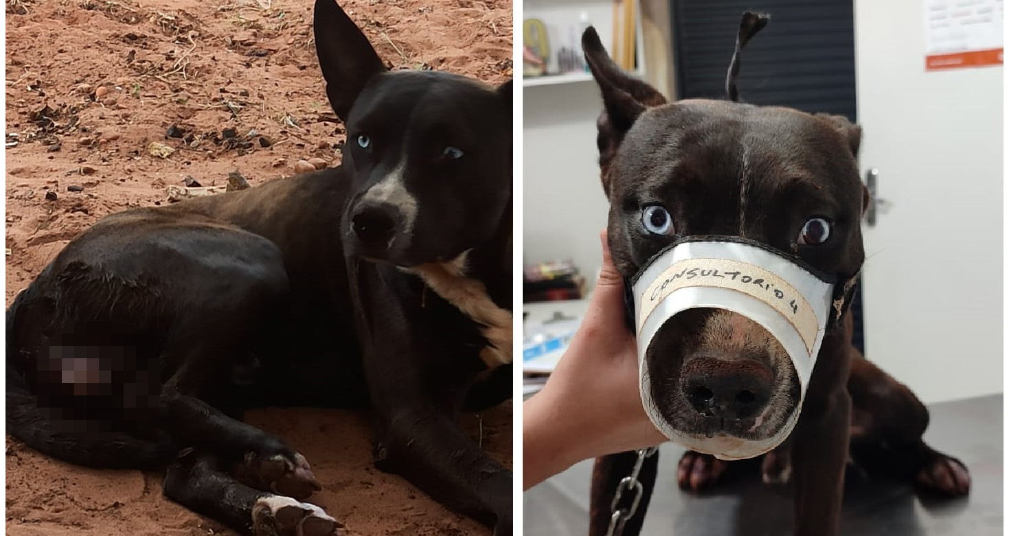 Homem que tentou castrar cachorro sem anestesia é multado