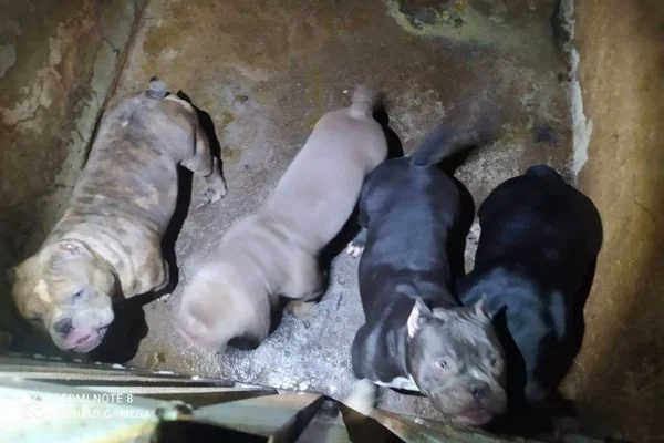 DF: cães eram mutilados em cirurgias de reprodução a mando do tráfico