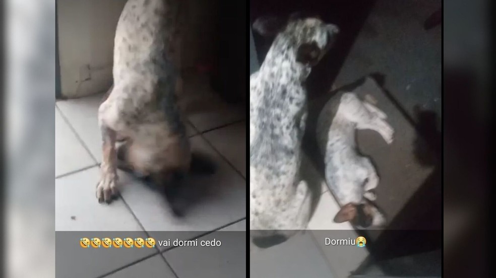 ‘Sextou, papai’: jovem dá cerveja para cachorro, posta nas redes sociais e é multado em MS