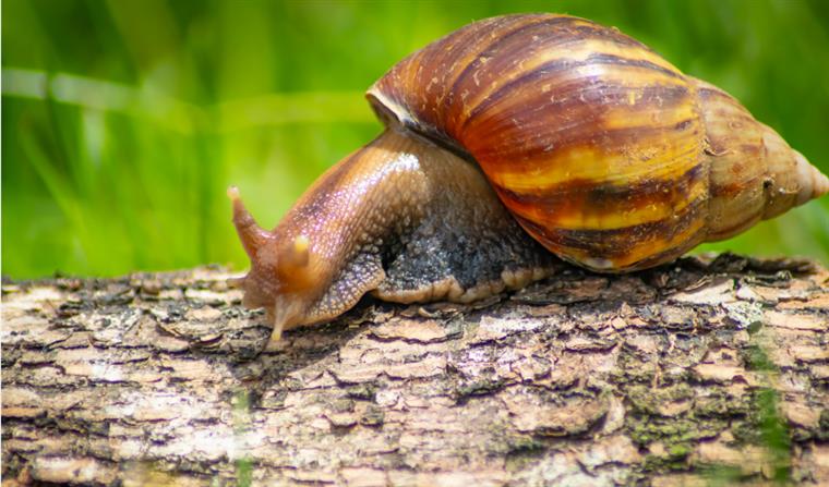 Caracol invasor que poderia causar meningite se espalha por MT e 10 estados