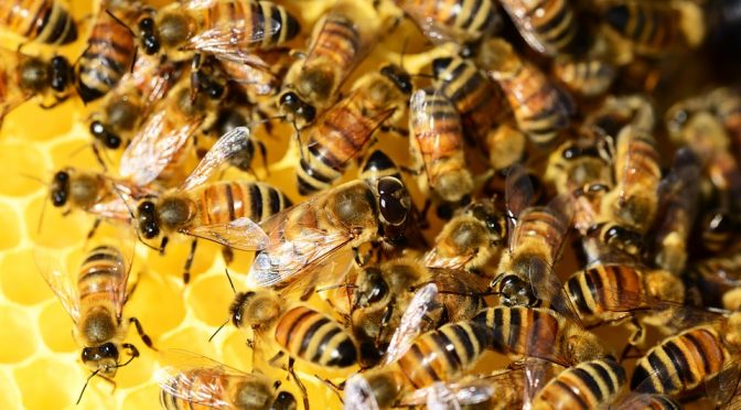 Trabalhadores são hospitalizados após serem atacados por enxame de abelhas em construção