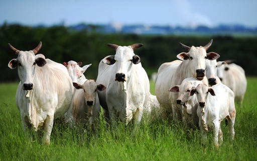 Caso de raiva bovina ocorre em Minas Gerais, identificado pela Vigilância Sanitária