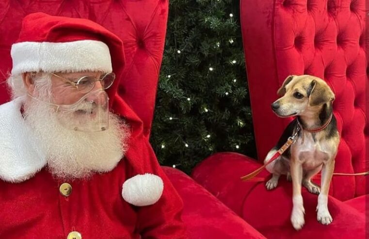 Cachorro foge, dá ‘rolê’ de ônibus e tira foto com Papai Noel em shopping de Belo Horizonte