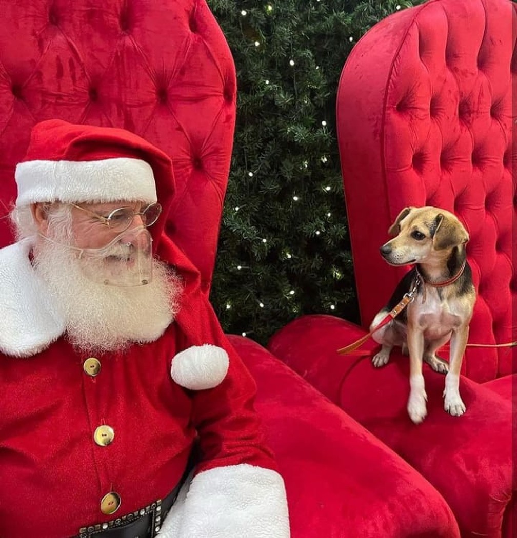 Cachorro foge, dá ‘rolê’ de ônibus e tira foto com Papai Noel em shopping de Belo Horizonte