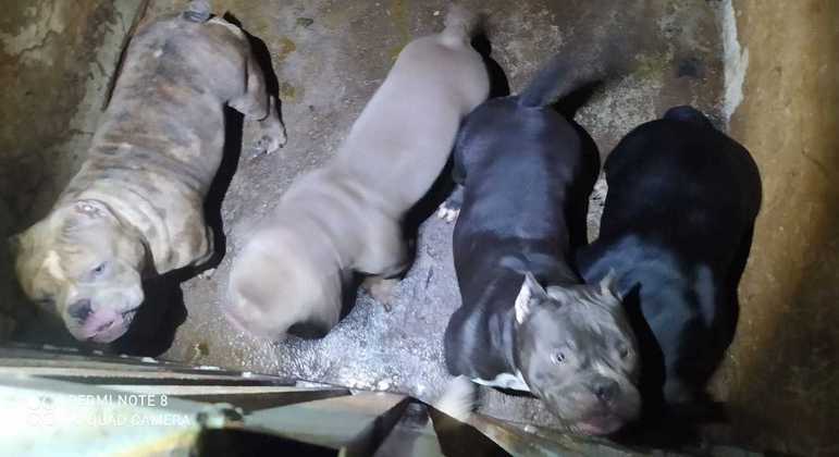 Cachorros são resgatados de consultório veterinário clandestino