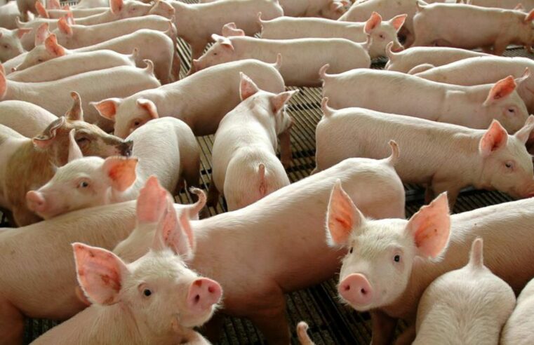 Cientistas reanimam órgãos de porcos uma hora após a morte