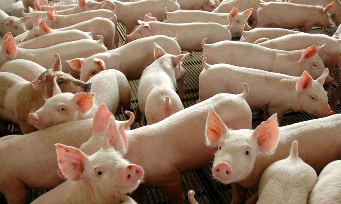 China realiza testes para clonar porcos por meio da Inteligência Artificial