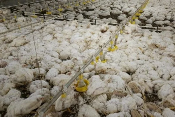 Mais de 120 mil aves morrem após falta de energia em granja de Goiás