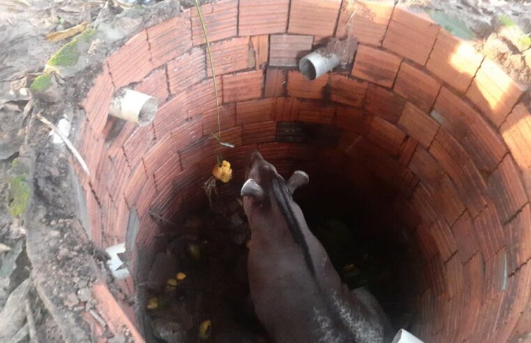 Anta é resgatada após cair em fossa em zona rural de MT