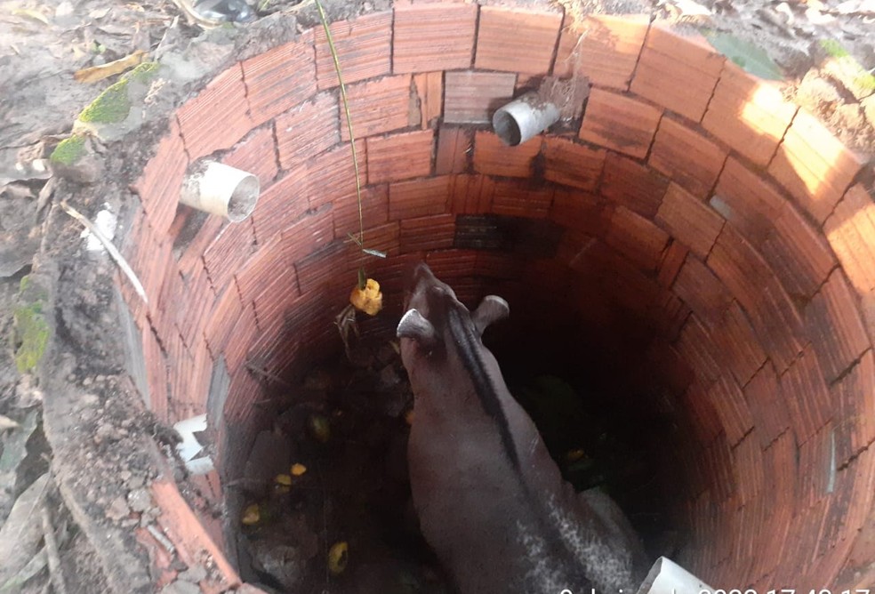 Anta é resgatada após cair em fossa em zona rural de MT