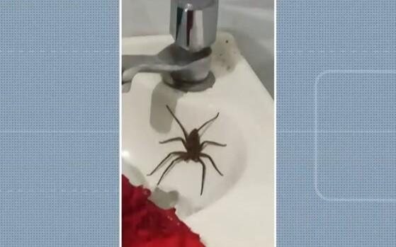 Mulher é internada após ser picada por aranha