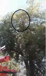 Homem escala árvore e aciona bombeiros para pedir socorro