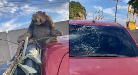 Preguiça cai de árvore e atinge carro de veterinário em Manaus