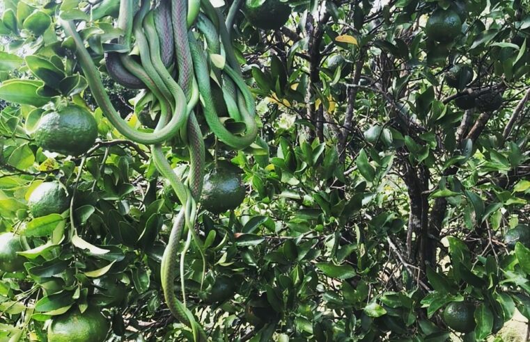 ‘Cacho’ de cobra-verde é flagrado no Rio Grande do Sul; entenda o fenômeno