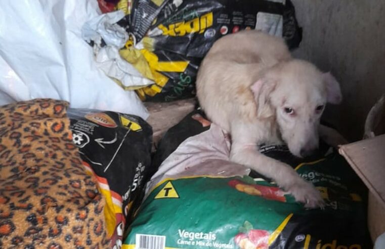 Homem é preso por maltratar animais e matar cachorros; protetora denuncia que carne teria sido vendida como se fosse de bode