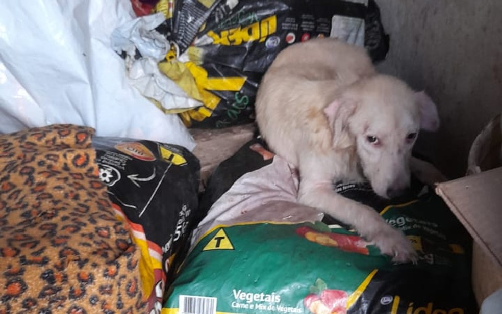 Homem é preso por maltratar animais e matar cachorros; protetora denuncia que carne teria sido vendida como se fosse de bode