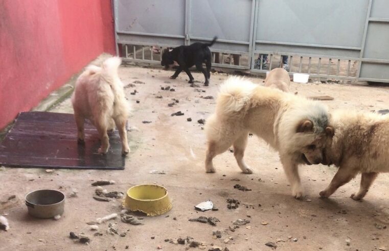 Cães de raça são resgatados de canil clandestino no DF