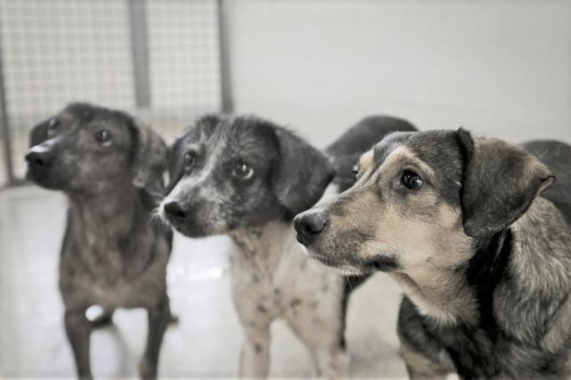 Homem é preso por matar cachorros e vender carne como se fosse de bode em Recife