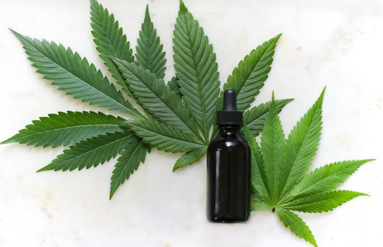 Compostos da Cannabis podem prevenir covid-19, mostra estudo