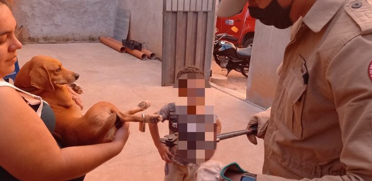 Cão com cadeado preso nas patas é libertado pelos bombeiros em Rondonópolis