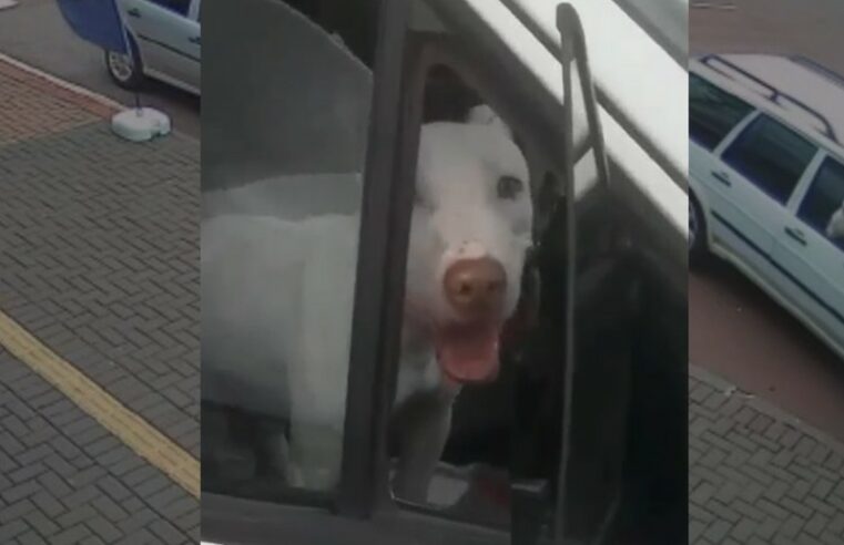 Carro com cachorro dá ré sem motorista no Paraná