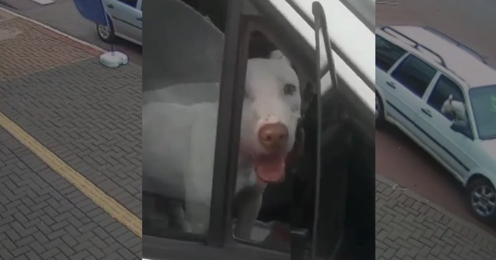 Carro com cachorro dá ré sem motorista no Paraná