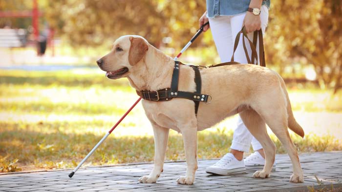 Projeto de lei permite que autistas sejam acompanhados por cão-guia dentro do transporte coletivo e em espaços públicos e privados em MT