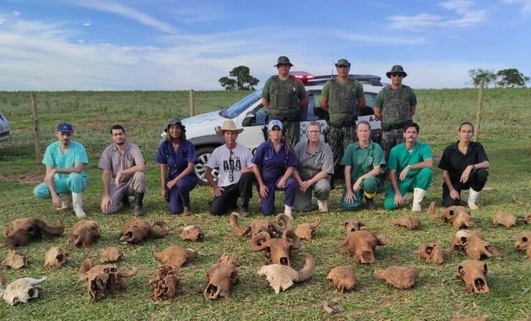 Búfalas de Brotas: dono de fazenda é multado em R$ 141 mil por danificação de área de preservação