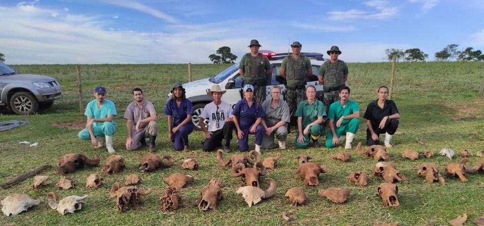 Búfalas de Brotas: dono de fazenda é multado em R$ 141 mil por danificação de área de preservação