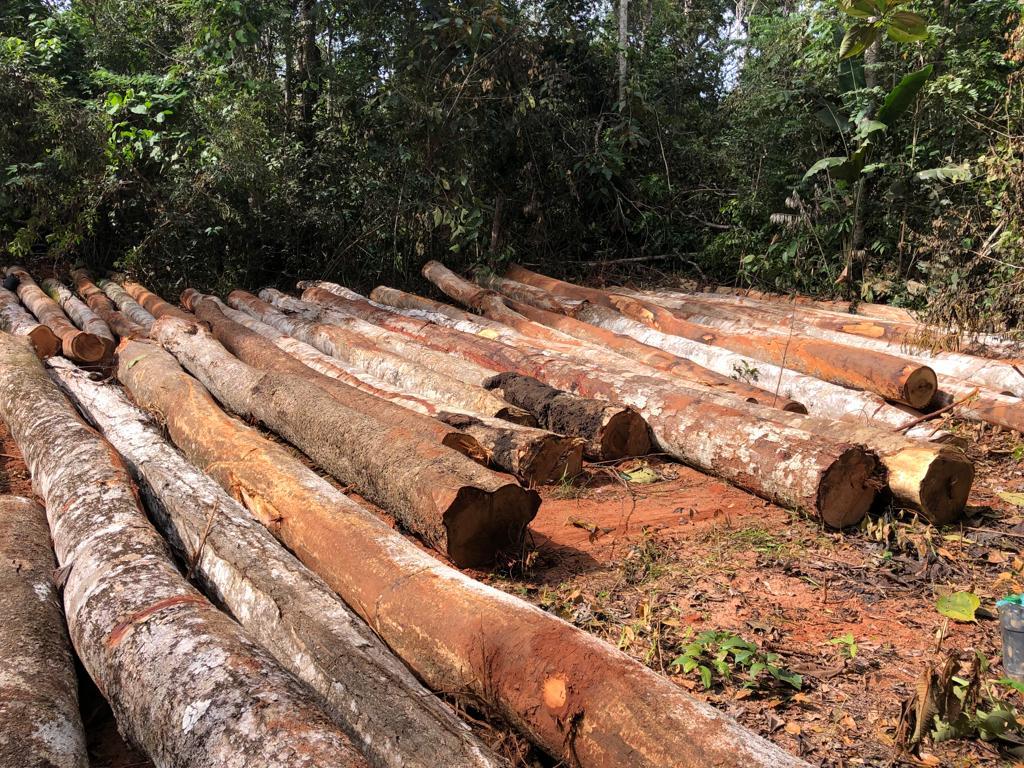 Três homens são presos por extração ilegal de madeira em Nova Maringá