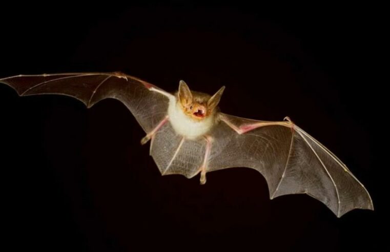 CCZ alerta sobre risco de contato com morcegos encontrados em MS