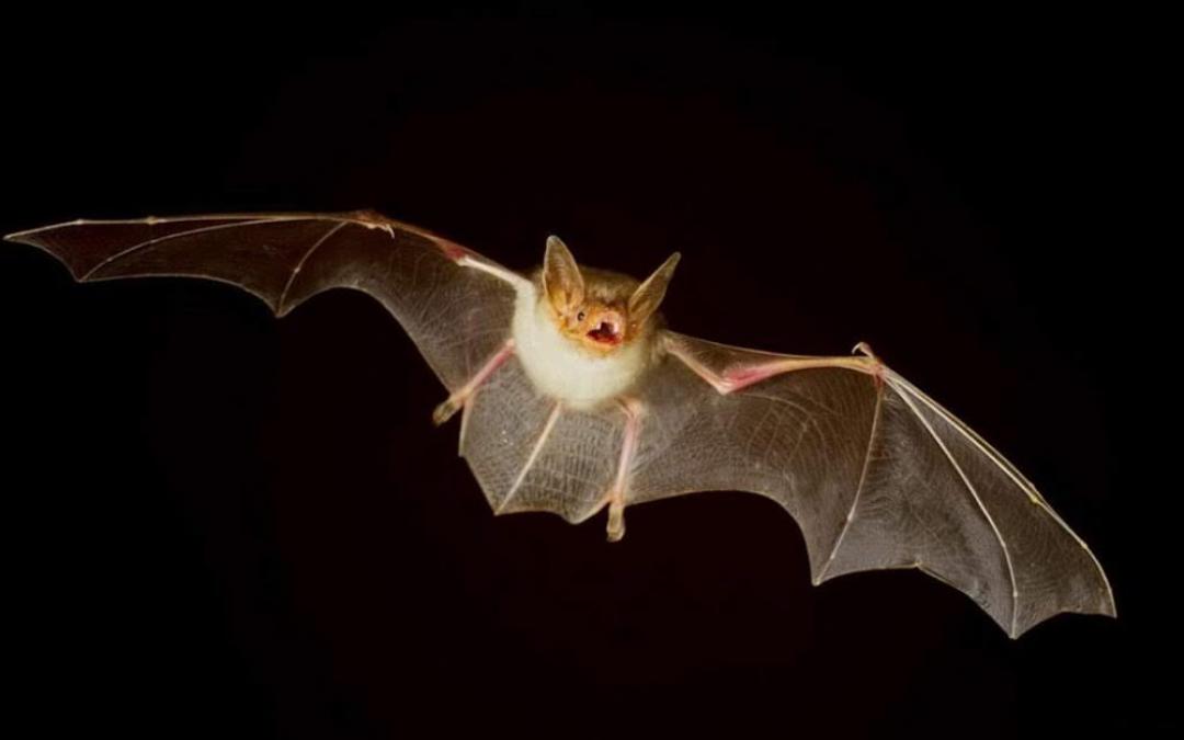 Cientistas descobrem novo tipo de coronavírus em morcegos