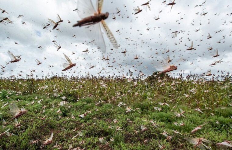 Nuvem de gafanhotos invade lavoura de milho e destrói plantação em MT