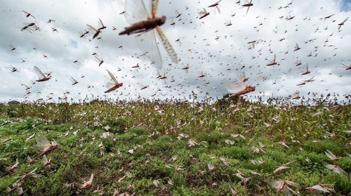 Nuvem de gafanhotos invade lavoura de milho e destrói plantação em MT