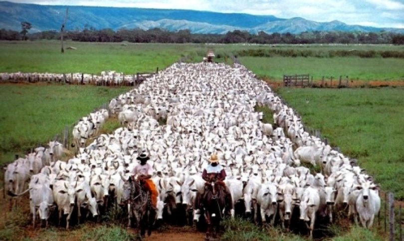 Pecuaristas de GO querem doar bois para ajudar Bolsonaro a se reeleger