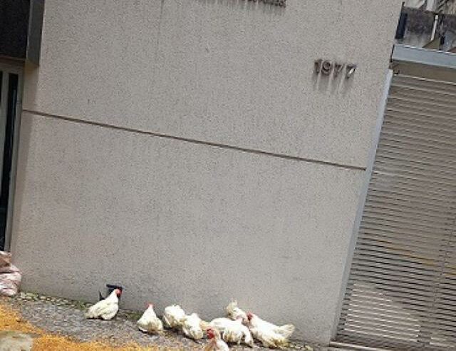 Torcedores do Cruzeiro protestam contra Globo e FMF com galinhas e milho na porta da federação