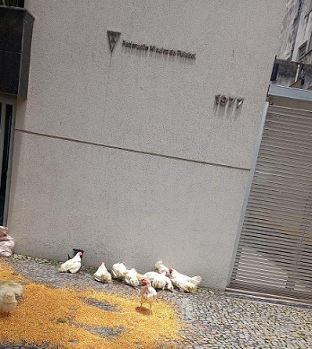 Torcedores do Cruzeiro protestam contra Globo e FMF com galinhas e milho na porta da federação