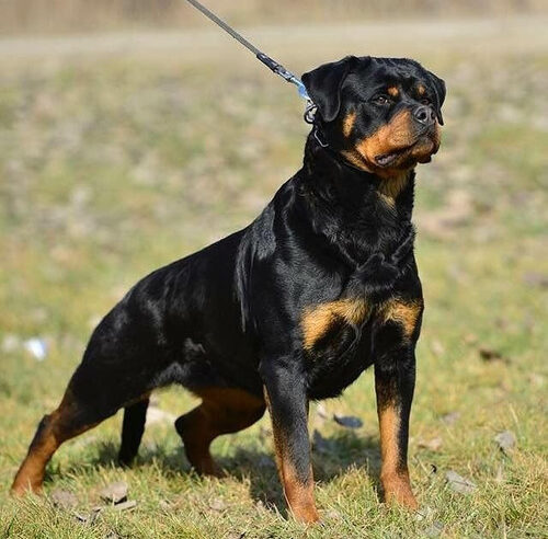 Mãe salva filho de ataque de rottweiler do vizinho e cachorro foge