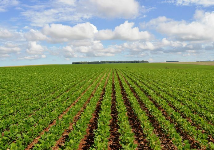 Deputados apresentam projeto que permite plantação agrícola no Pantanal de MT