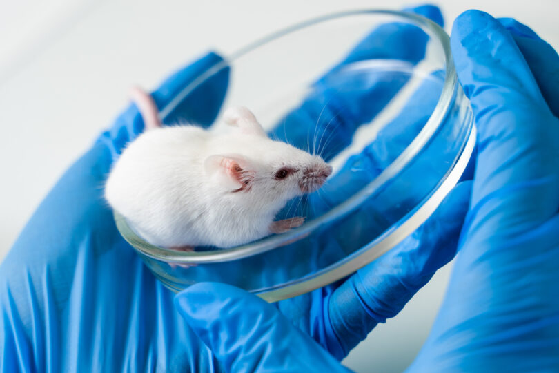 Resolução reconhece alternativas ao uso de animais em testes