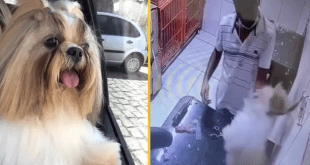 Funcionário flagrado sufocando cachorro durante tosa em Maceió, tem passagem pela polícia por homicídio