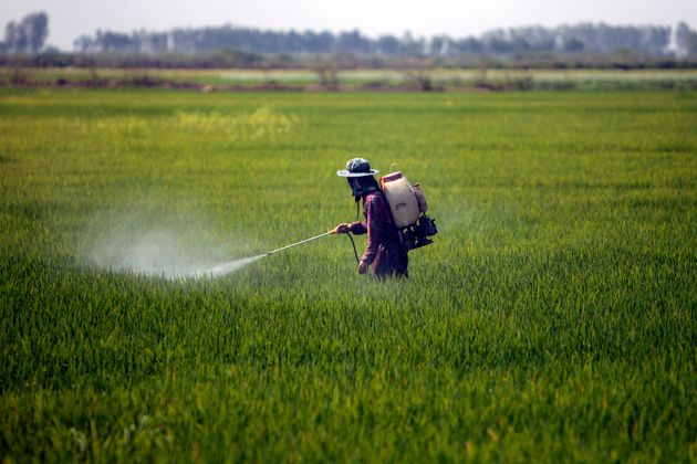 MP denuncia produtor por expôr operadores de agrotóxicos em MT