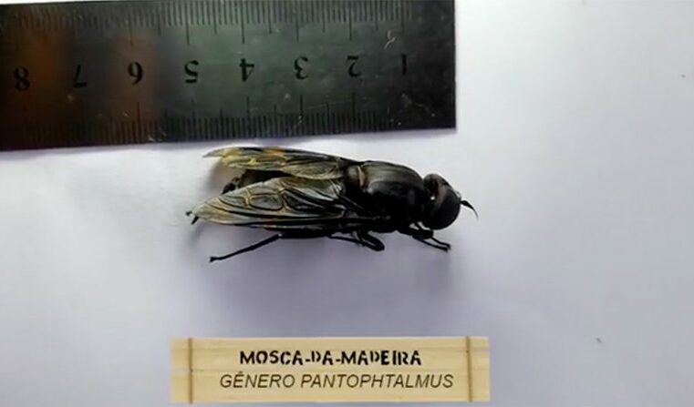 ‘Supermosca’: uma das maiores espécies de mosca do mundo é encontrada no litoral de SP