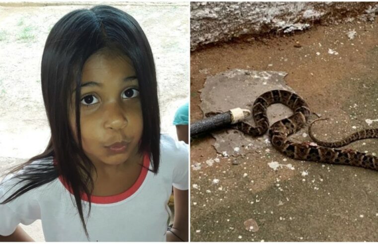 Criança é picada por cobra dentro de sala de aula em escola de Iaciara