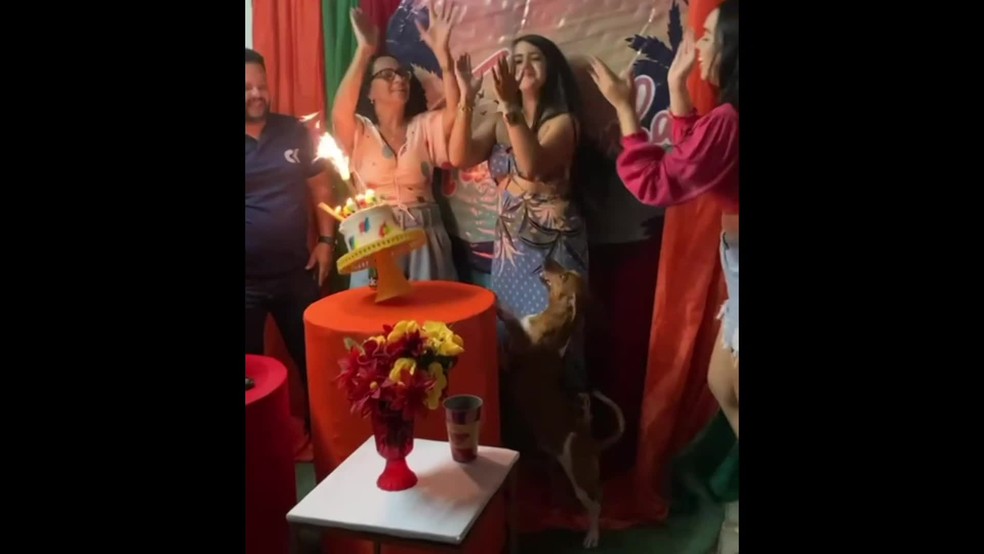 Cachorro derruba bolo no chão durante os parabéns em festa de aniversário no Recife