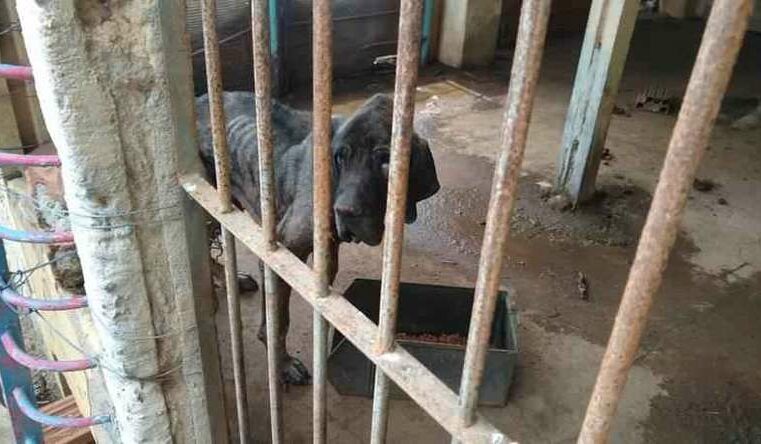 Médico é preso por maus-tratos a animais e por manter más condições para funcionários em Itajubá, MG