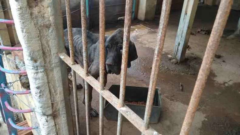 Médico é preso por maus-tratos a animais e por manter más condições para funcionários em Itajubá, MG