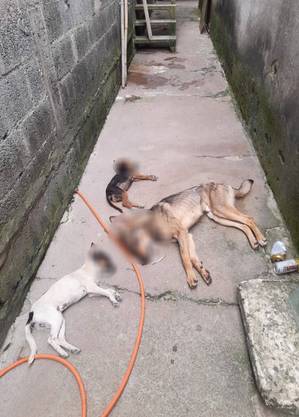 Mulher denuncia envenenamento e morte de cinco cachorros em Poá
