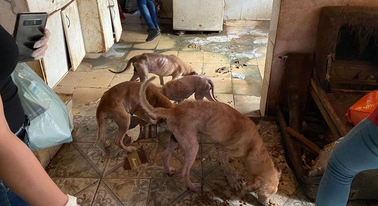 Equipes resgatam 36 cachorros com sinais de maus-tratos em casa no Itaim Paulista, zona leste de SP